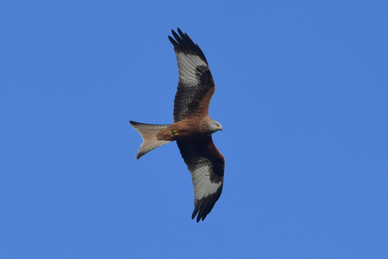 Red kite over Hunsdon airfield