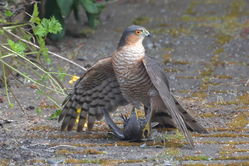 Sparrowhawk and prey on my garden